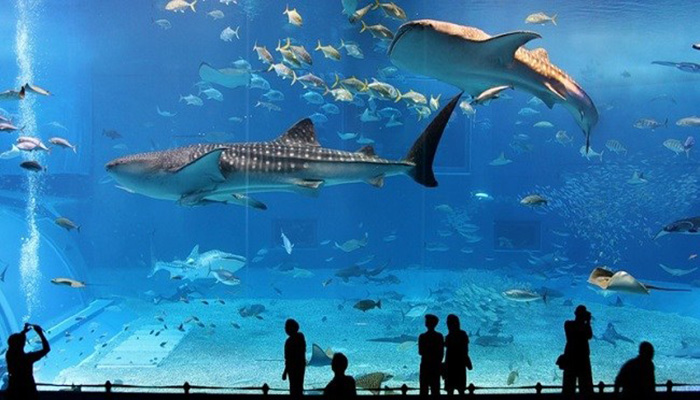 آکواریوم تورکوآ زو (turkuazoo istanbul aquarium)